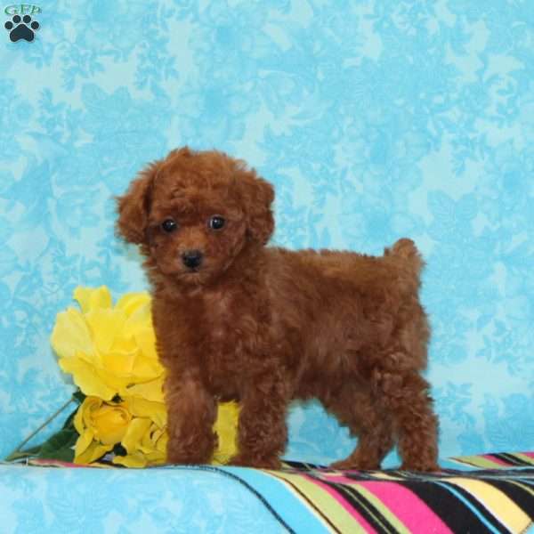 Diamond, Toy Poodle Puppy